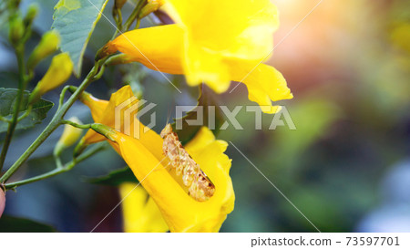 close up grass hopper on yellow flower close up grass hopper on yellow flower 73597701