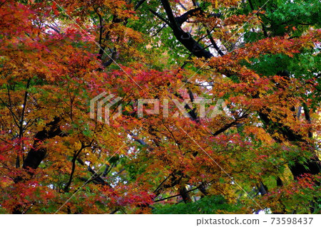 秋葉Momiji故宮北丸公園2019年11月 秋葉Momiji故宮北丸公園2019年11月 73598437