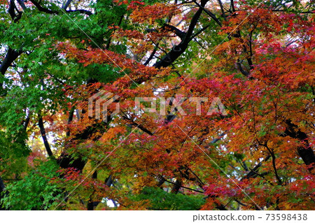 秋葉Momiji故宮北丸公園2019年11月 秋葉Momiji故宮北丸公園2019年11月 73598438
