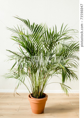 Palm in home in flowerpot on white background. Modern minimalistic interior with an home plant. Flat lay, top view minimal concept. Palm in home in flowerpot on white background. Modern minimalistic interior with an home plant. Flat lay, top view minimal concept. 73598847