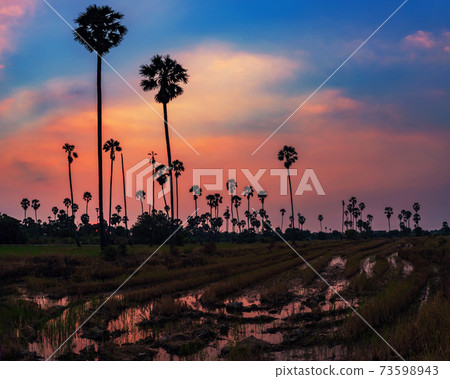Panoramic sugar palm farm at dusk in twilight sky 73598943