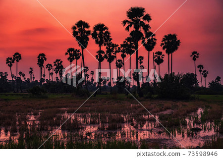 Silhouette sugar palm with reflection at dusk 73598946