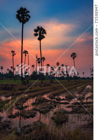 sugar palm farm at dusk with twilight sky 73598947