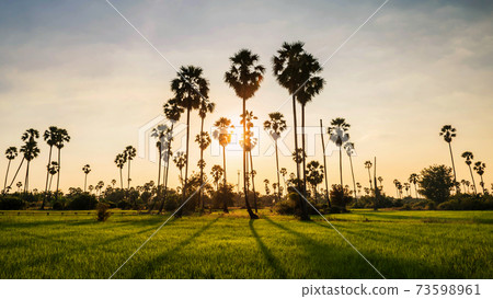 paddy rice field and sugar palm farm at sunset 73598961