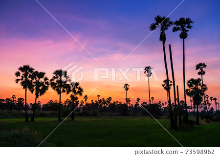 Sugar palm and paddy rice field with twilight sky 73598962