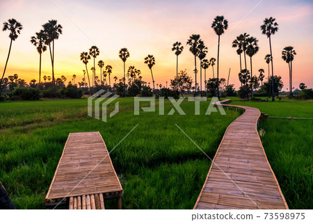 Rice and sugar palm tree farm at dusk, Pathum Thani 73598975