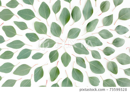 Abstract pattern, texture with green leaves eucalyptus populus isolated on white background. Flat lay, top view 73599328