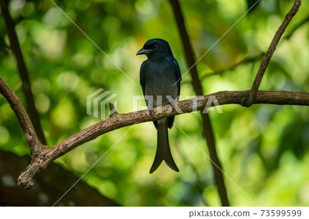 Common black Drongo bird perched under the shade of a tree, looking side pose for a photograph, has shiny dark color feathers and a long split tail. 73599599