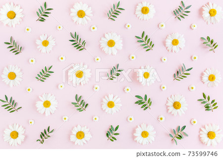 Pattern made of chamomiles, petals, leaves on pink background. Flat lay, top view Pattern made of chamomiles, petals, leaves on pink background. Flat lay, top view 73599746