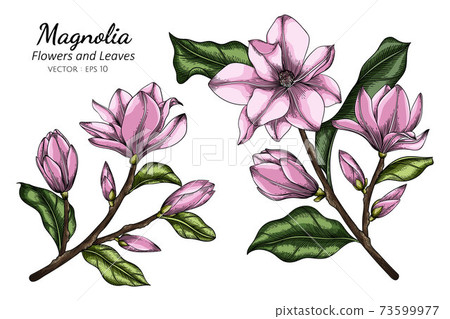 pink magnolia blossom drawing