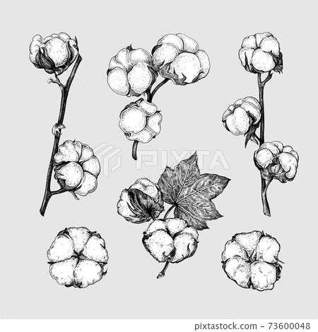Cotton set sketch 73600048