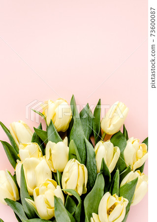 Pastel and yellow tulip flowers bouquet on pink background. Flat lay, top view. Valentine's background. Floral pattern Pastel and yellow tulip flowers bouquet on pink background. Flat lay, top view. Valentine's background. Floral pattern 73600087