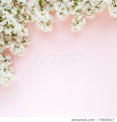 Beautiful white lilac on a pink background 73600617