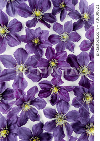 Texture made of purple flowers, green leaves and branches on a white background. The apartment lay, top view. Floral background. Drawing flowers. Texture made of purple flowers, green leaves and branches on a white background. The apartment lay, top view. Floral background. Drawing flowers. 73600621