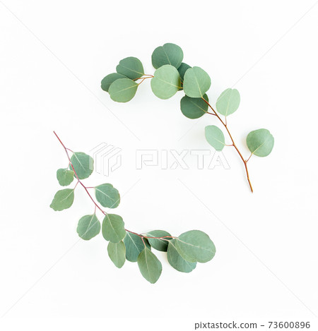 Wreath frame made of branches eucalyptus and leaves isolated on white background. Flat lay. Top view. 73600896