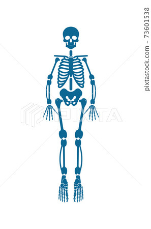 Human Skeleton of Blue Color Vector Illustration 73601538