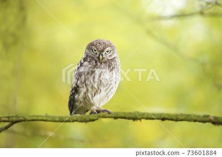 Little owl perched on a tree branch against green background Little owl perched on a tree branch against green background 73601884