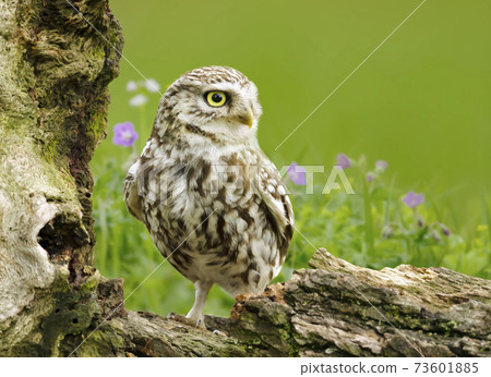 Little owl perched on a log in a meadow 73601885