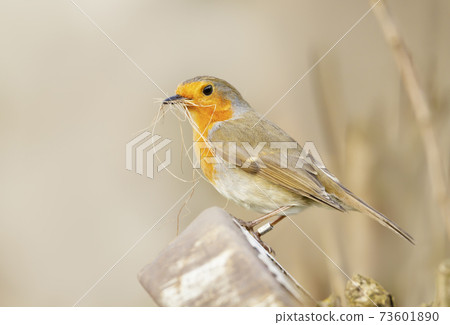 European Robin with nesting material in the beak 73601890