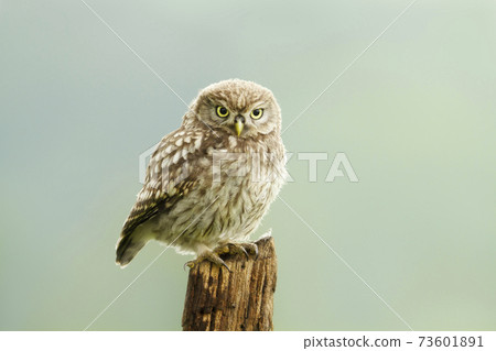 Close up of a little owl perched on a post 73601891
