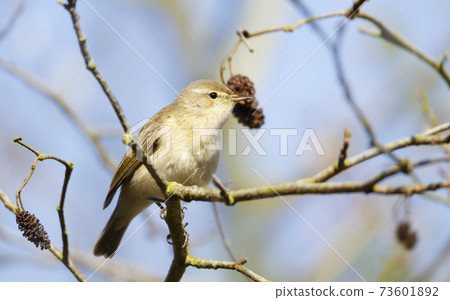 Common chiffchaff perching in a tree in a natural habitat 73601892