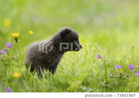 Close-up of a cute Arctic fox cub in a meadow with flowers Close-up of a cute Arctic fox cub in a meadow with flowers 73601907