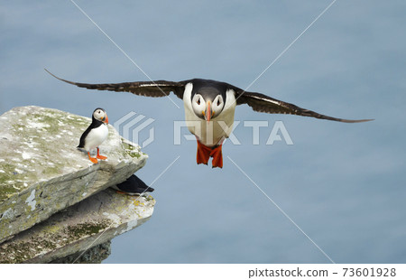 Atlantic puffin in flight on a coastal area Atlantic puffin in flight on a coastal area 73601928