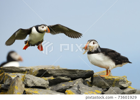 Atlantic puffins on a coastal area Atlantic puffins on a coastal area 73601929