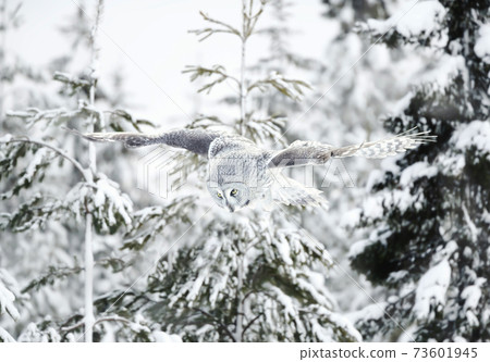 Great grey owl in flight in winter 73601945