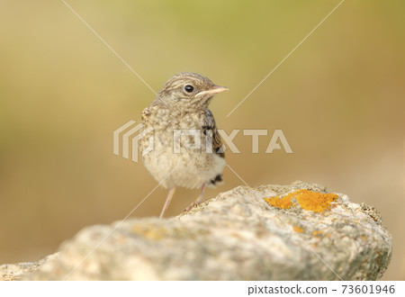 Close up of a juvenile Pied Wheatear 73601946