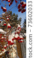 Photo with Bunch of red viburnum with drops of melted snow 73602033
