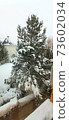 Photo with fluffy pine covered with snow in a snowy field 73602034