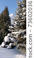 Photo with fluffy pine covered with snow in a snowy field 73602036
