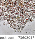 Snow covered bush with dried brown leaves 73602037