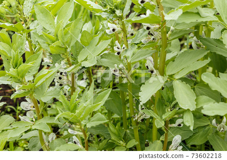 Broad bean blossom in the garden 73602218