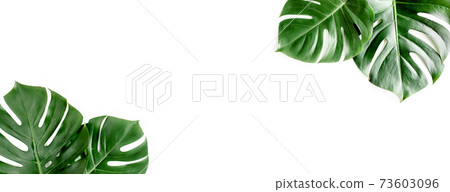 Banner of green tropical palm leaves Monstera on white background. Flat lay, top view. 73603096