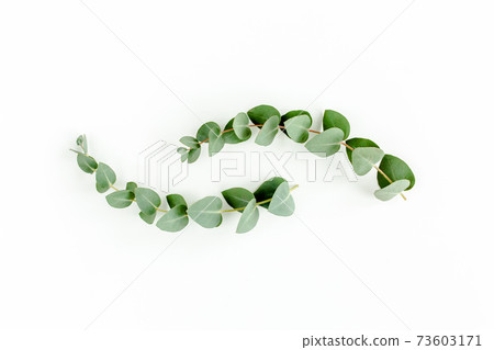 Green leaves eucalyptus isolated on white background. Green leaves eucalyptus isolated on white background. 73603171