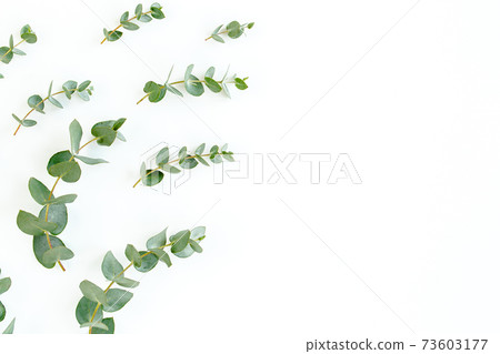 Green leaves eucalyptus isolated on white background. Green leaves eucalyptus isolated on white background. 73603177