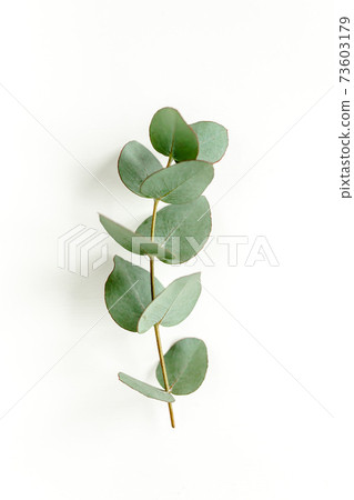 Green leaves eucalyptus isolated on white background. Green leaves eucalyptus isolated on white background. 73603179