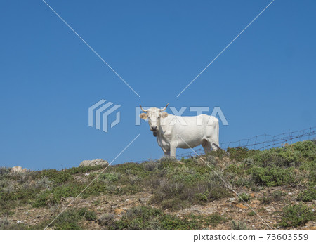 Single white bull standing on the grassy hill with broken fence, looking to the camera, Sardinia countryside, blue sky background 73603559
