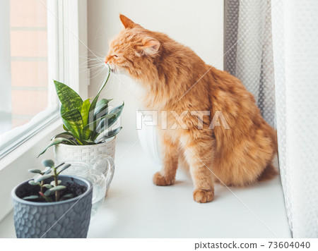 Cute ginger cat sniffs indoors plants. Flower pots with Crassula and Sansevieria. Fluffy pet smells succulent plants on white window sill. Peaceful botanical hobby. Gardening at home. Cute ginger cat sniffs indoors plants. Flower pots with Crassula and Sansevieria. Fluffy pet smells succulent plants on white window sill. Peaceful botanical hobby. Gardening at home. 73604040