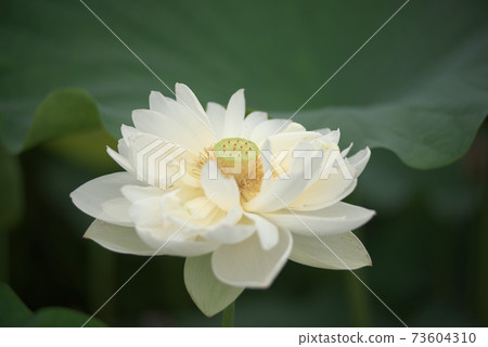 白蓮花 73604310