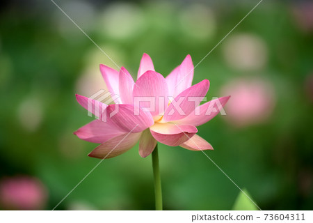 pink lotus flower pink lotus flower 73604311