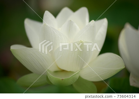 白蓮花 73604314