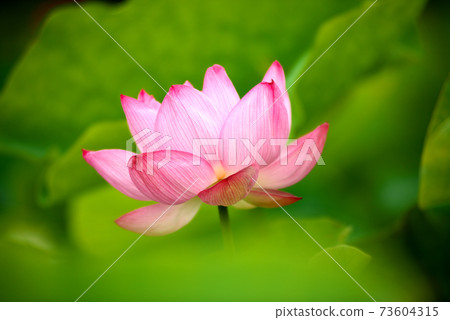 粉紅色的蓮花 73604315