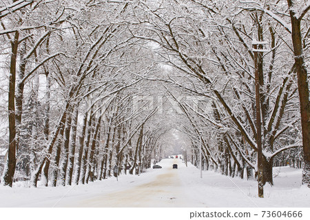 Winter snowy alley road. Branches of poplar trees. Cars on snow-covered winding rural asphalt street 73604666