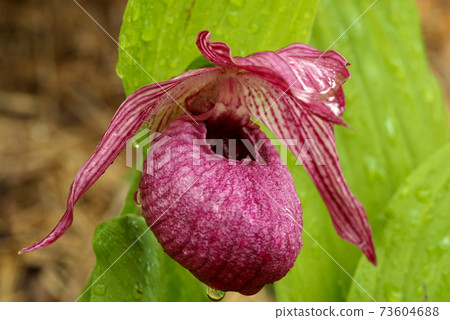 Kilnless Cypripedium 73604688