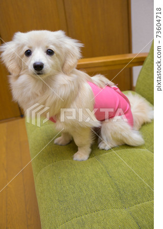 Puppy mixed dog Pomex wearing clothing after contraceptive / castration surgery 73604718