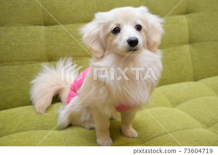混合/成年後幼犬混合的狗Pomex穿衣服 混合/成年後幼犬混合的狗Pomex穿衣服 73604719