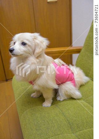 混合/成年後幼犬混合的狗Pomex穿衣服 73604721